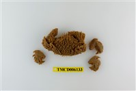 藏品(蝙蝠毛刺蟹)的圖片